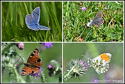 21st May 2019 - Today's lovely butterflies 