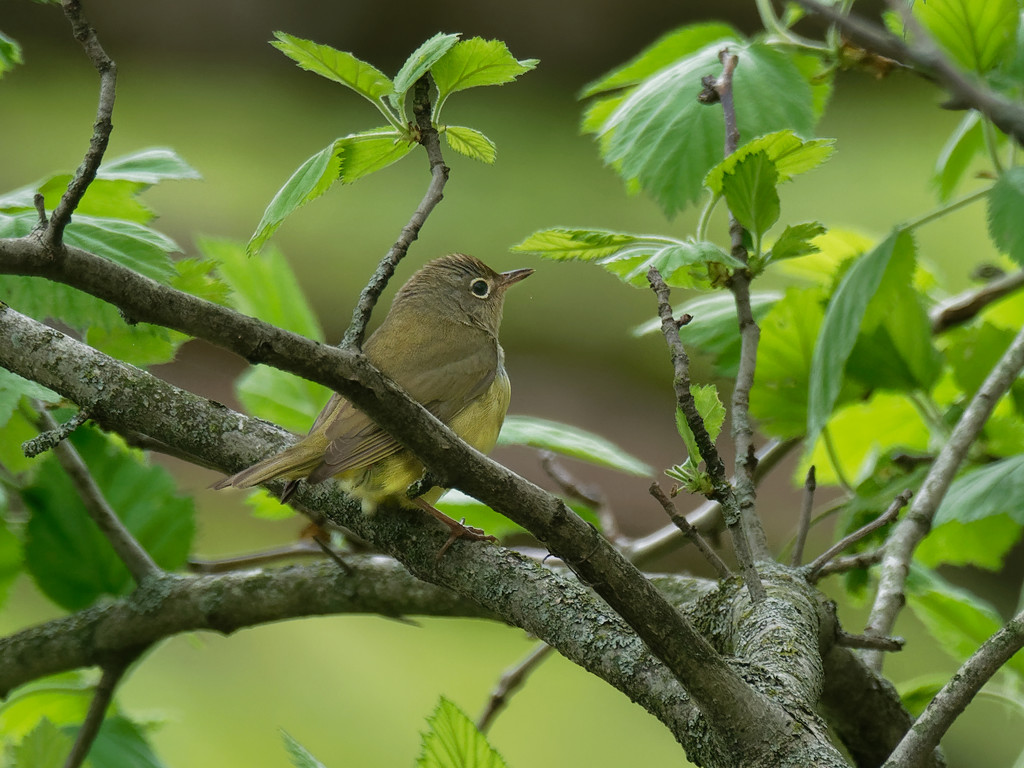 Connecticut Warbler by rminer