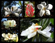 21st May 2019 - My Favorite Magnolias