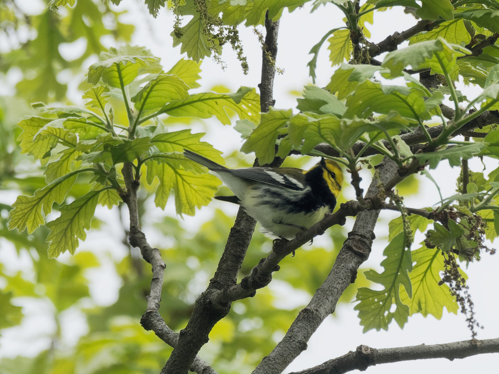 black-throated green warbler by rminer