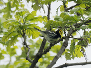 21st May 2019 - black-throated green warbler