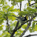 black-throated green warbler by rminer