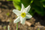21st May 2019 - White Daffodil