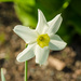 White Daffodil by elisasaeter