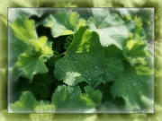 20th May 2019 - Lady's Mantle after the rain