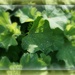 Lady's Mantle after the rain by sarah19