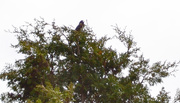 19th May 2019 - Spotted Towhee