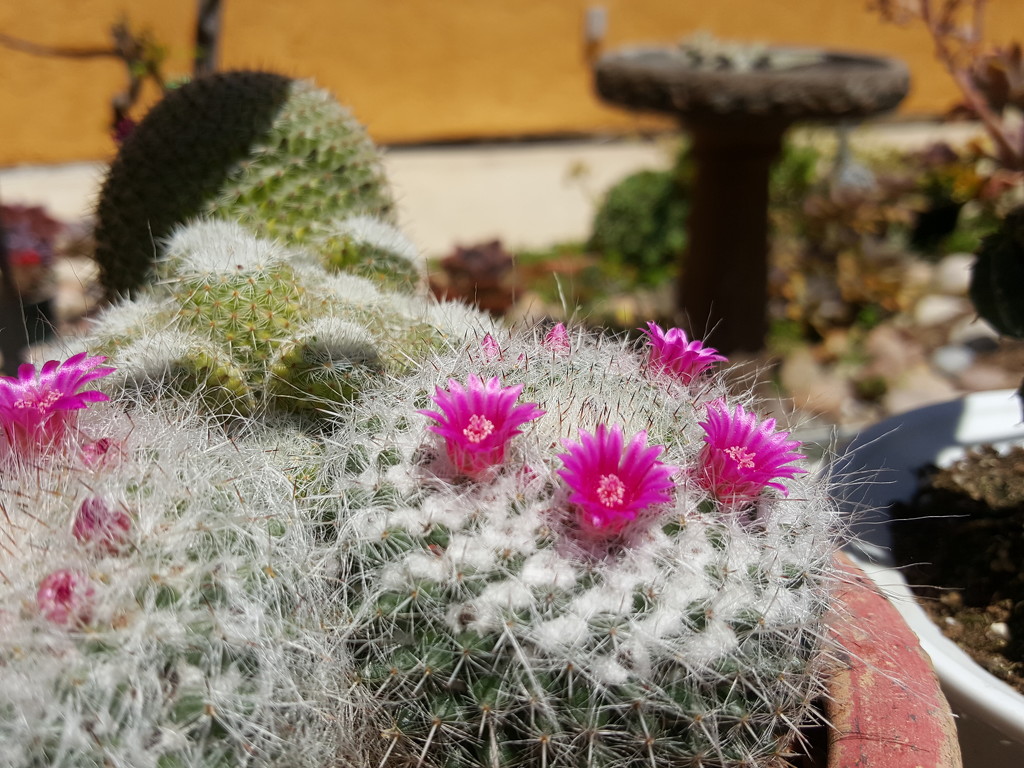 Cactus Bloom by mariaostrowski