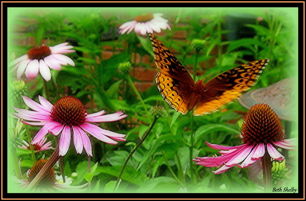Butterfly Garden by vernabeth
