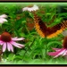 Butterfly Garden by vernabeth