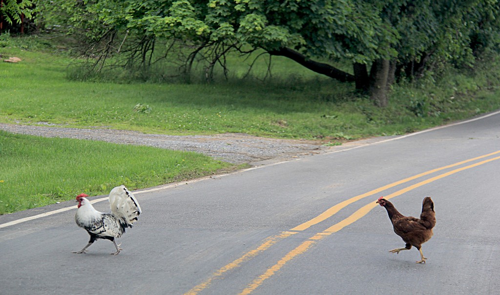 Why Chickens Cross The Road  by digitalrn