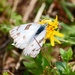 Butterfly on Dandelion Bloom by grannysue