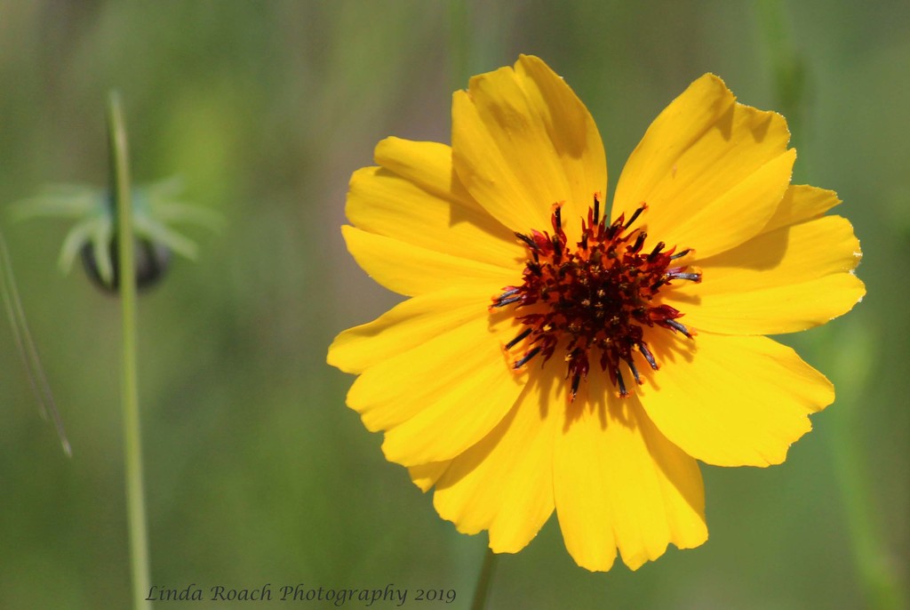 Yellow Wildflower by grannysue