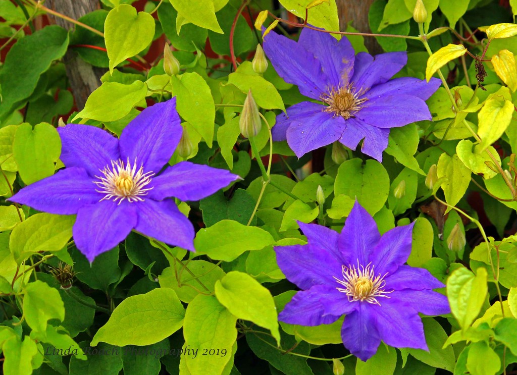 Clematis by grannysue