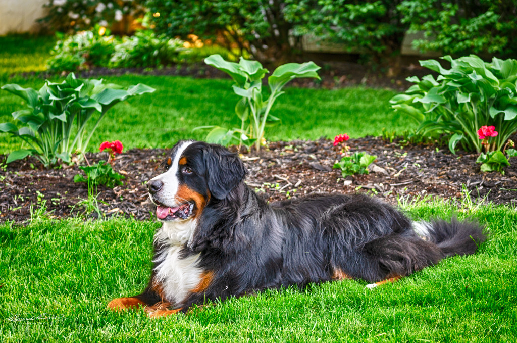 Gunnar strikes a pose in the front yard by ggshearron