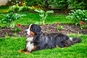18th May 2019 - Gunnar strikes a pose in the front yard