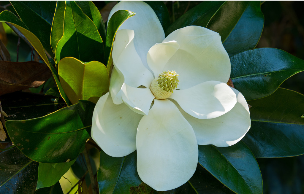 Another Magnolia Bloom! by rickster549