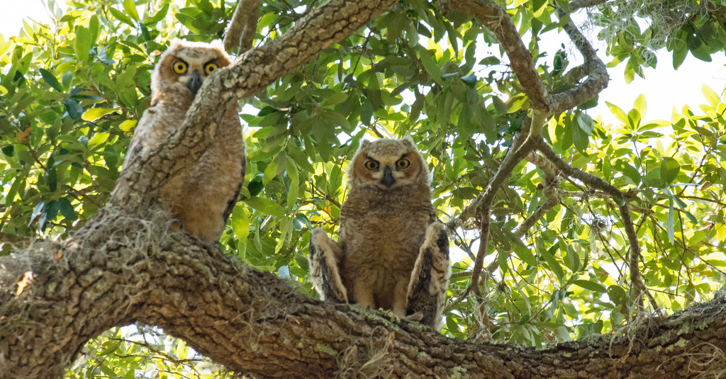 Baby Great Horned Owls Keeping an Eye on Me! by rickster549