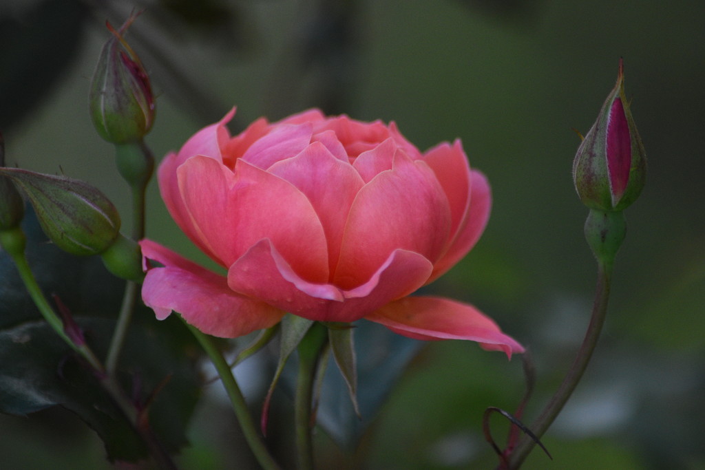 The Rose by genealogygenie