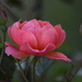 The Rose by genealogygenie