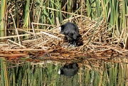 22nd May 2019 - Red Knobbed Coot