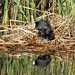 Red Knobbed Coot by ludwigsdiana