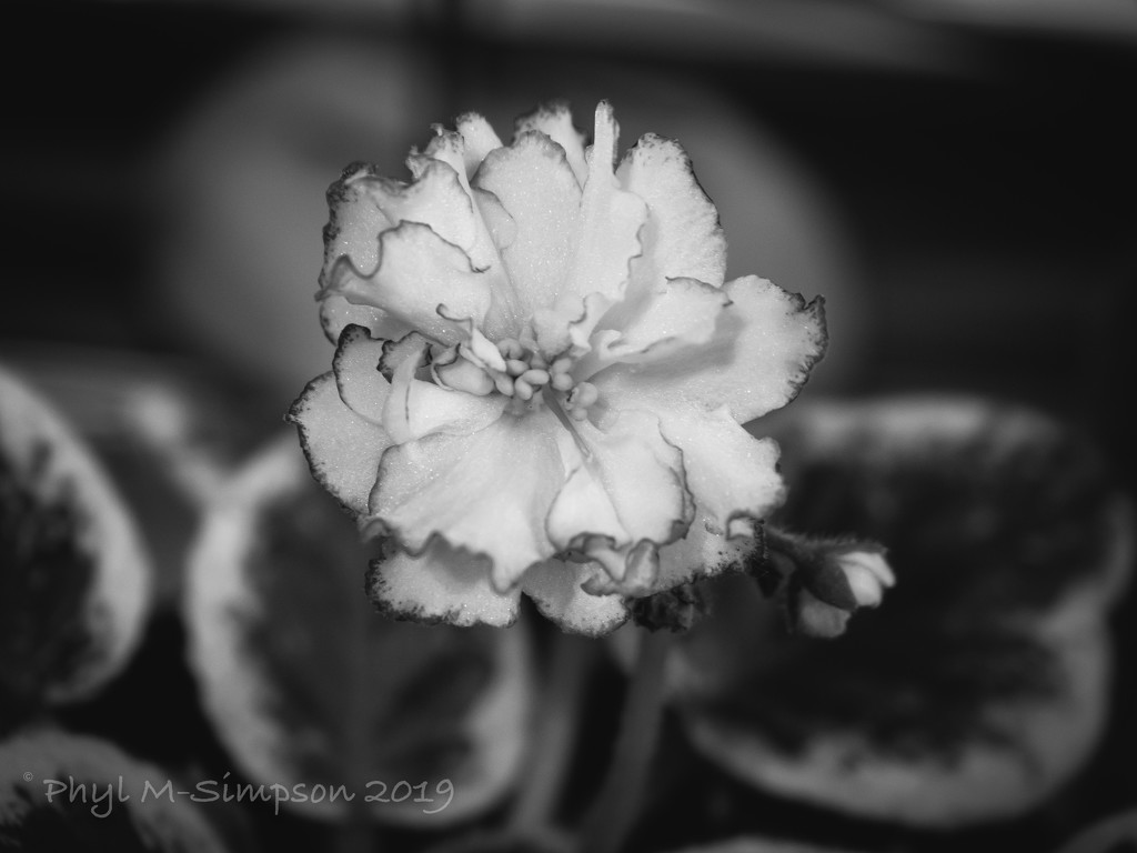 African Violet in Black & White by elatedpixie
