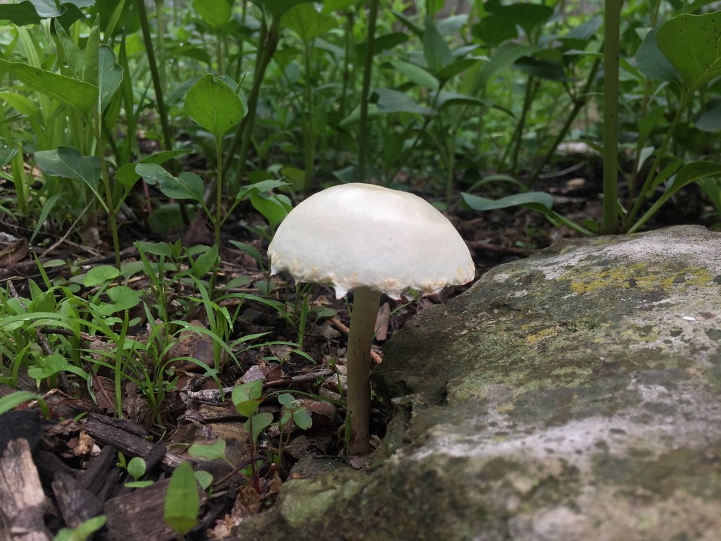 Mushroom by mcsiegle