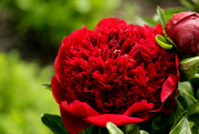 21st May 2019 - Peony in Red