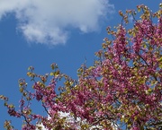 22nd May 2019 - blue sky and  judas tree
