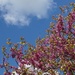 blue sky and  judas tree by quietpurplehaze