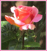 22nd May 2019 - A beautiful  Church garden rose.