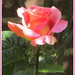 A beautiful  Church garden rose. by grace55