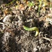 A caterpillar in the garden by roachling