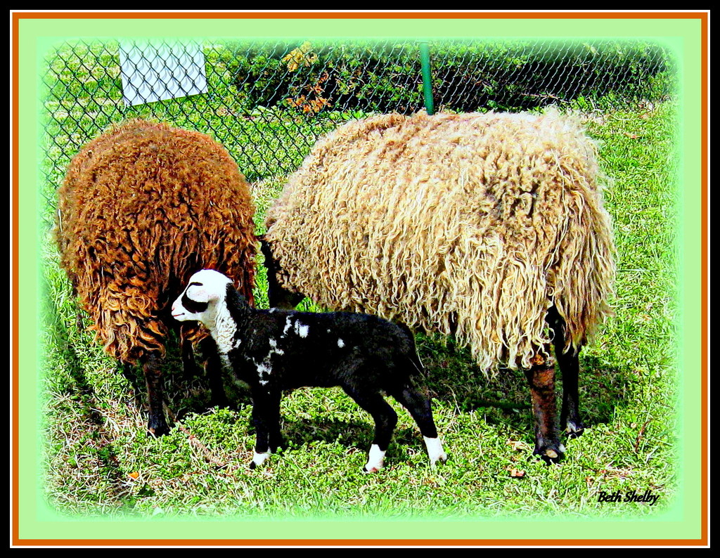 Baa-Baa Black Sheep by vernabeth