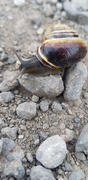 22nd May 2019 - Snail