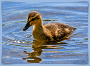 22nd May 2019 - Duckling