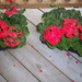 Red against green ready for planting  by bruni