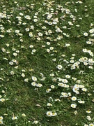 22nd May 2019 - Daisies daisies everywhere. 