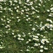 Daisies daisies everywhere.  by denidouble