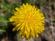 22nd May 2019 - May Words - Dandelion