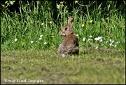 22nd May 2019 - Bunny at the Forrest of Marston Vale