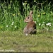 Bunny at the Forrest of Marston Vale by rosiekind
