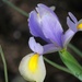 Beautiful Iris by essiesue