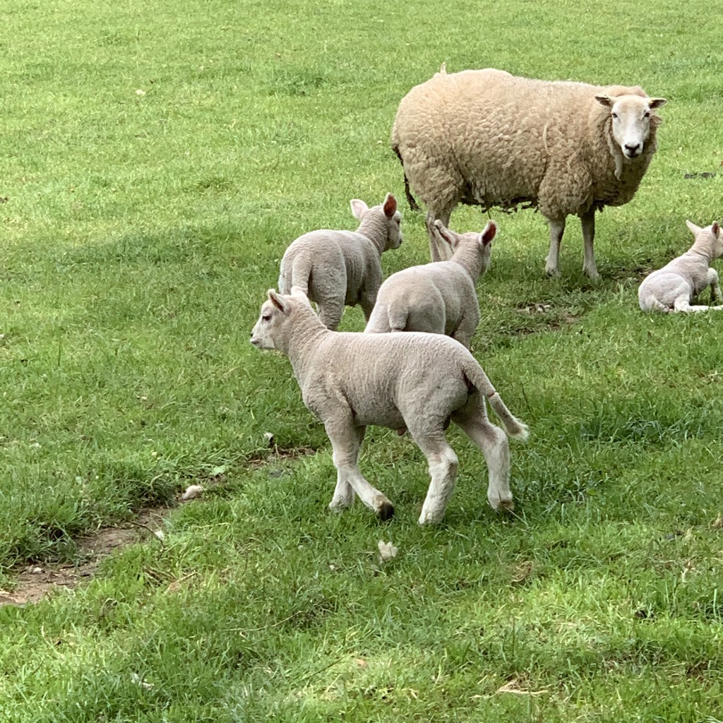 Lambs by mattjcuk