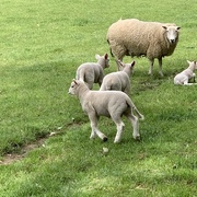 22nd May 2019 - Lambs