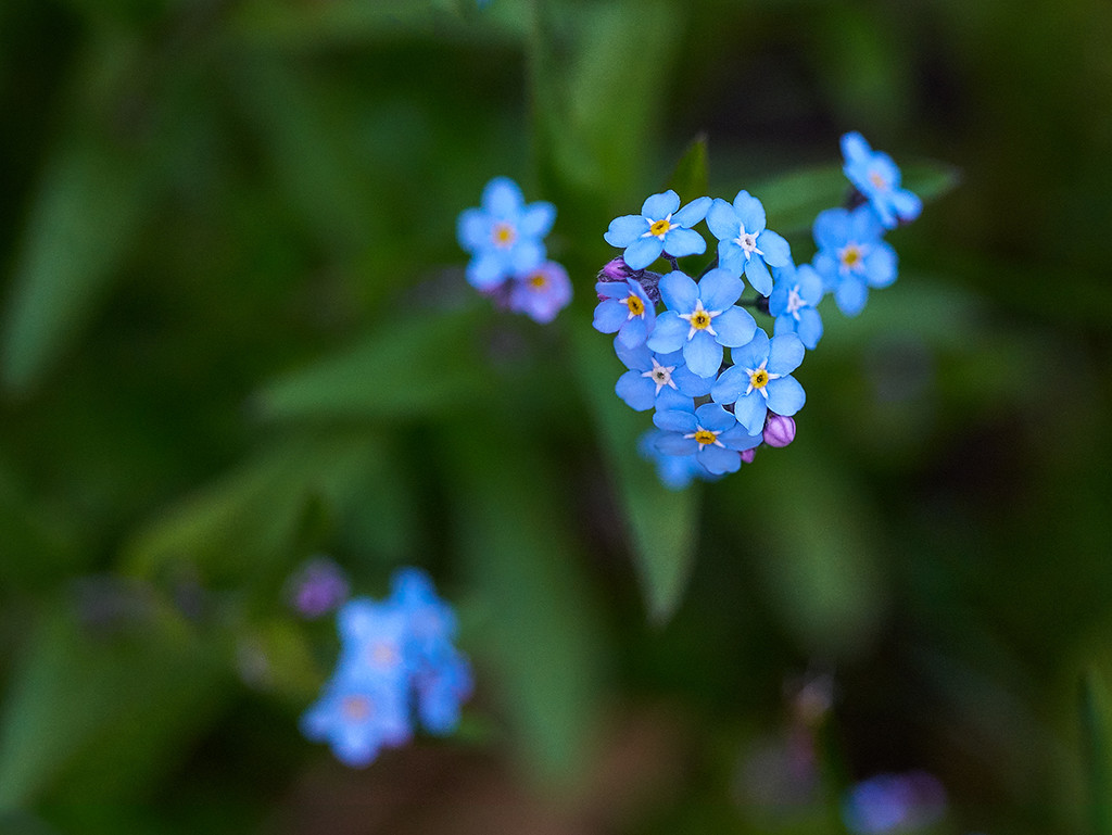 Forget Me Not by gardencat