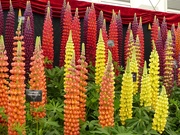 22nd May 2019 - A choir of Lupins
