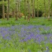 Bluebells at Petworth by susiemc