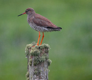 22nd May 2019 - Redshank